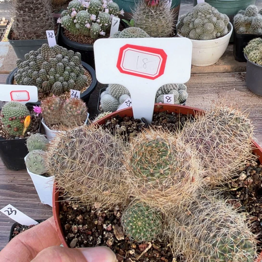 18往事一片的思念和