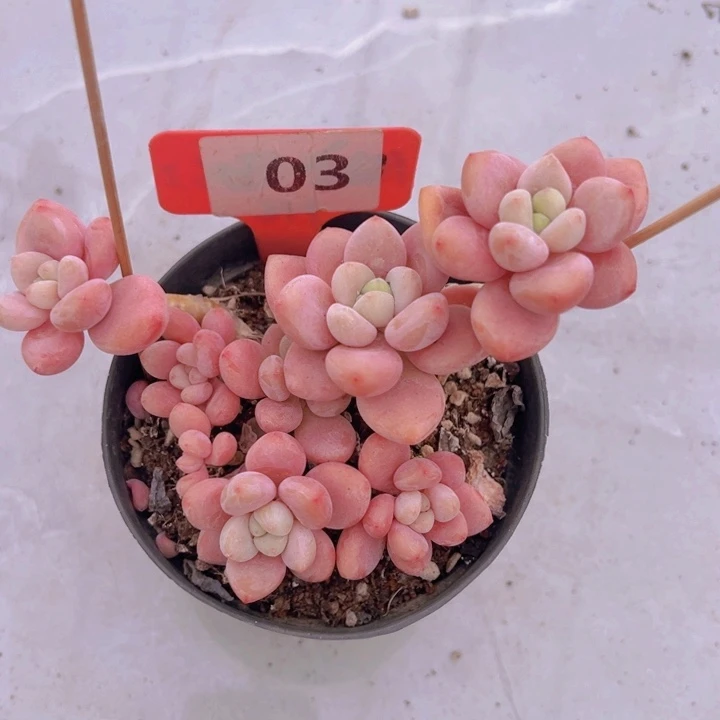 健健康康平平安安