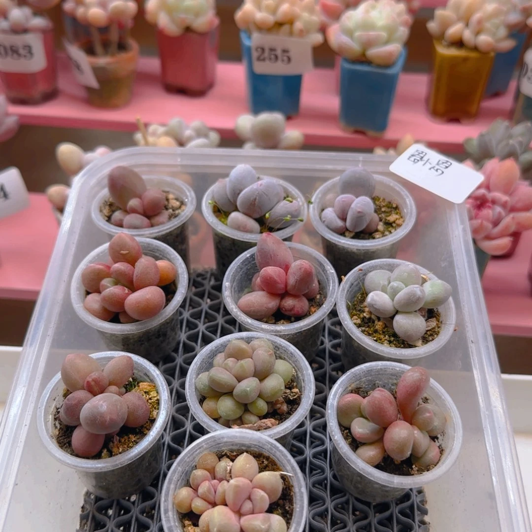 恩****店专拍一共10个叶插