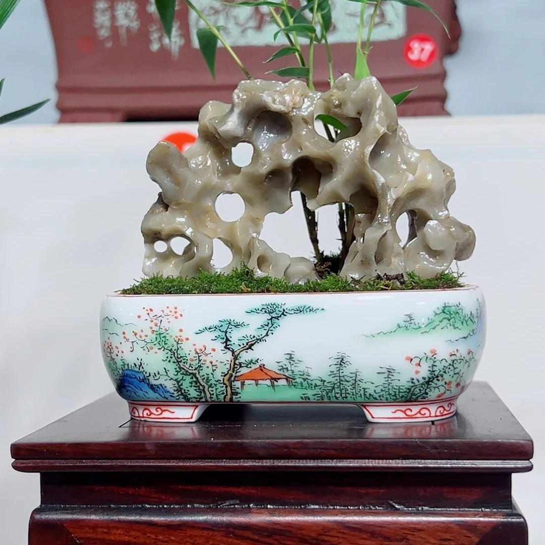 冠***言无花朵盆景，凤尾竹，玉玲珑