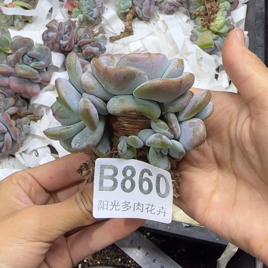 星影4头一物一拍B860