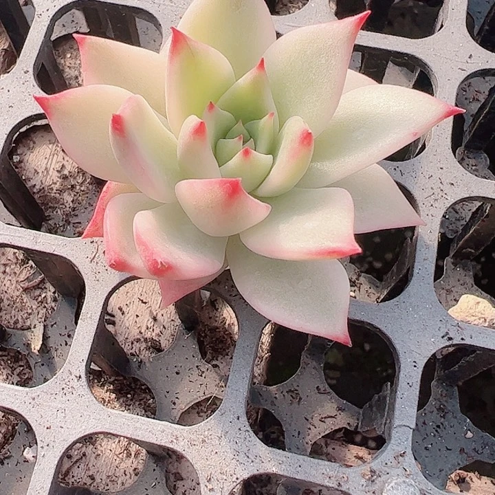 L*N多肉植物多肉植物