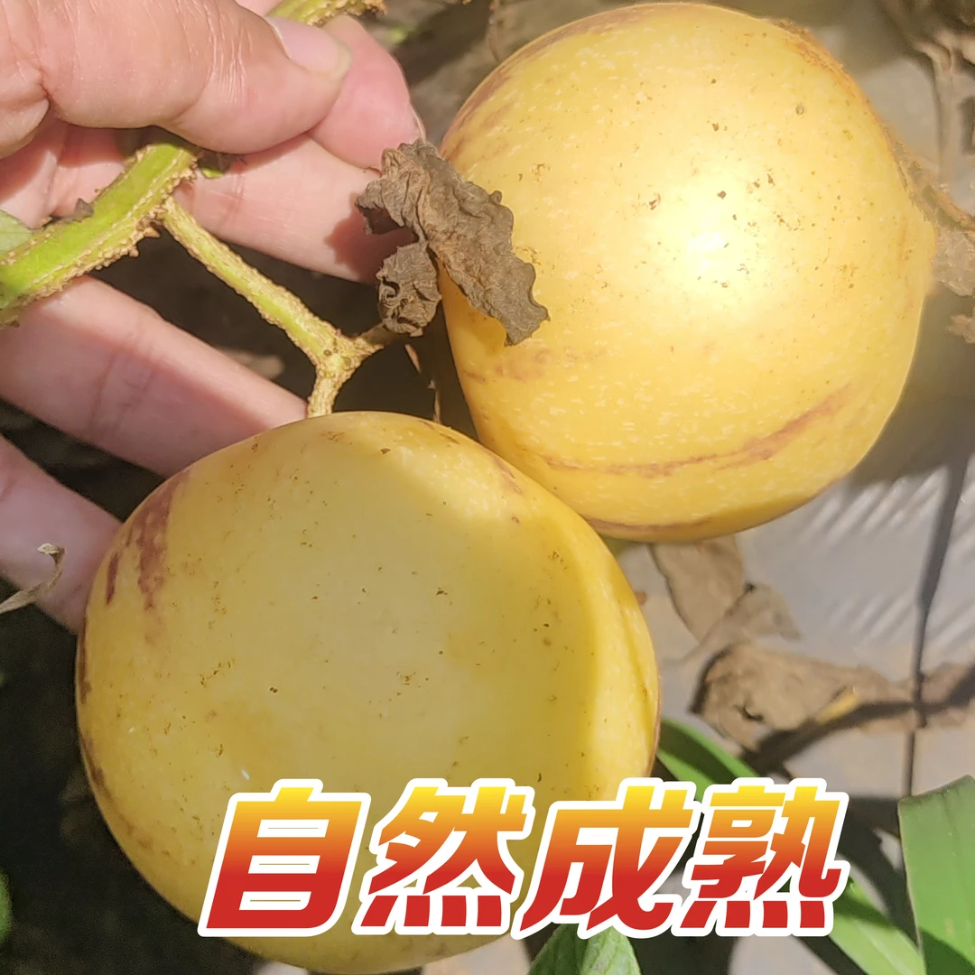 特价【农家树上熟】云南石林人参果黄肉圆果新鲜多汁应季低糖水果