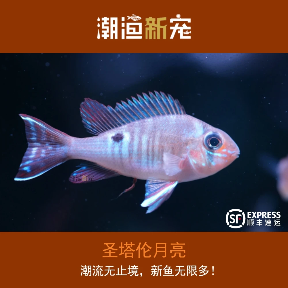 圣塔伦月亮 小型观赏灯鱼 顺丰包邮包损