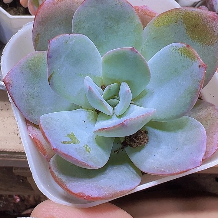 布鲁兰19包邮多肉植物