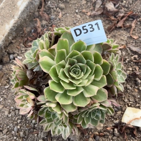 多肉植物黑魔锦捧花