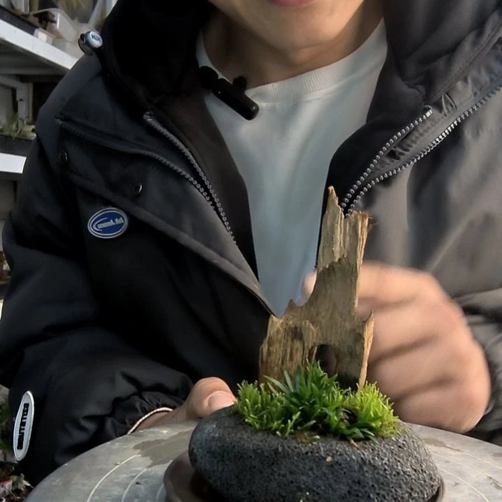 歡*小盆景小植物一物一拍112