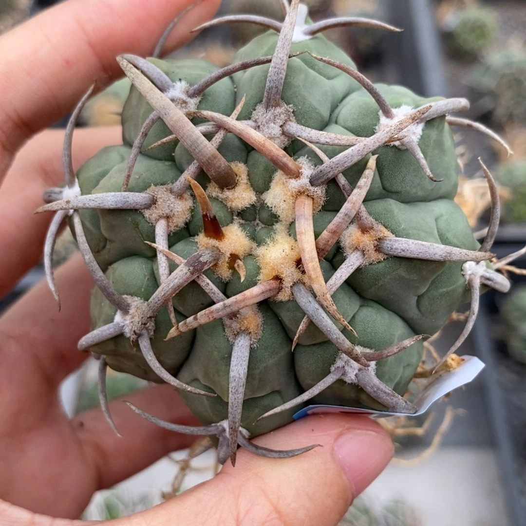 745三枪玉植播园艺