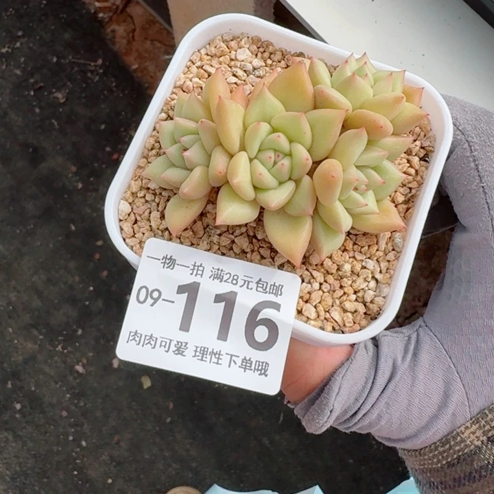 黄金象牙无盆土无盆土无