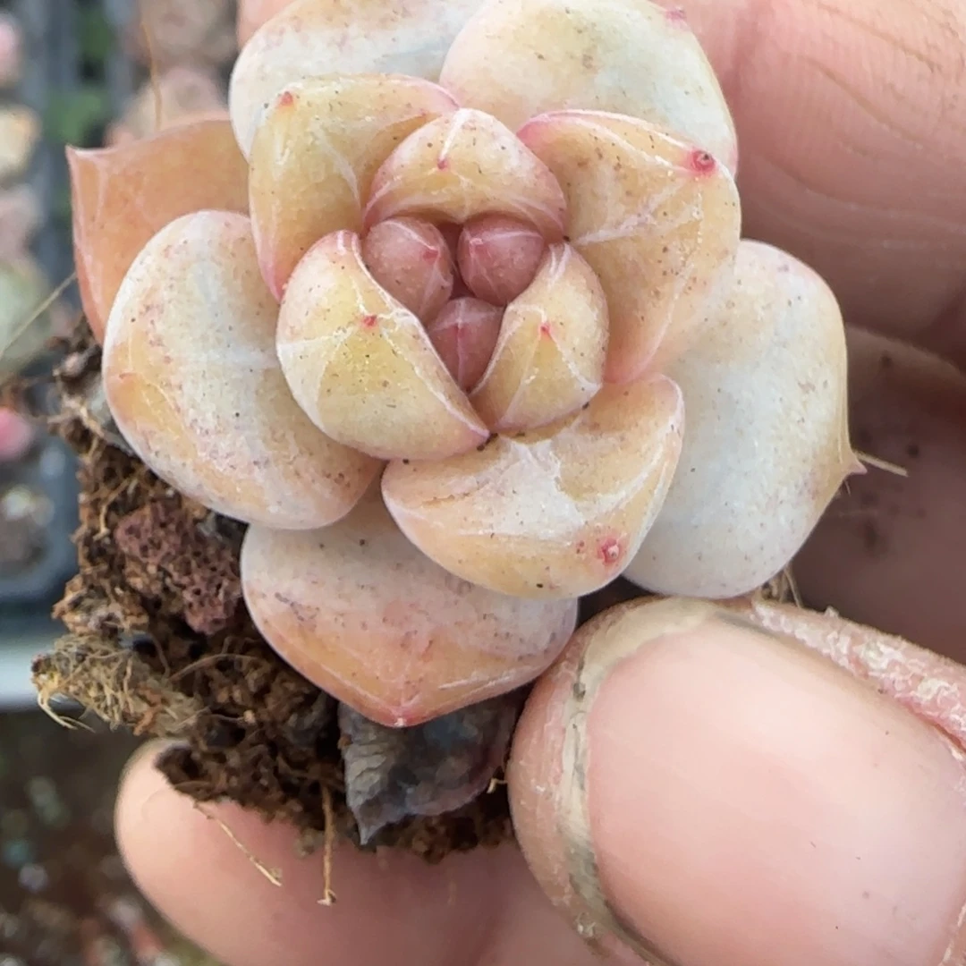 多肉小卡拉米糖心一物一拍