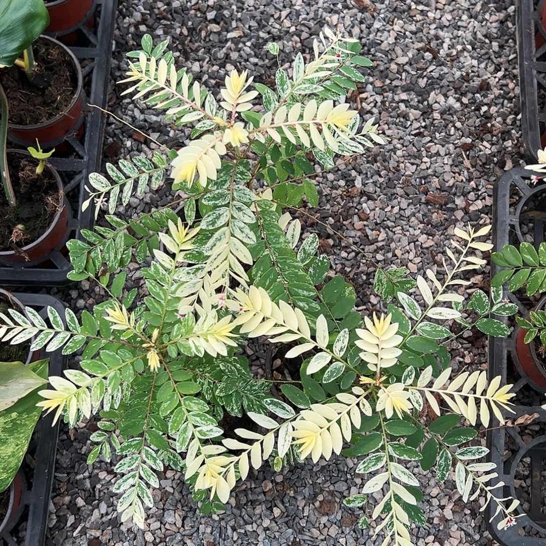 完全开放白锦夜下珠随机发货不售后