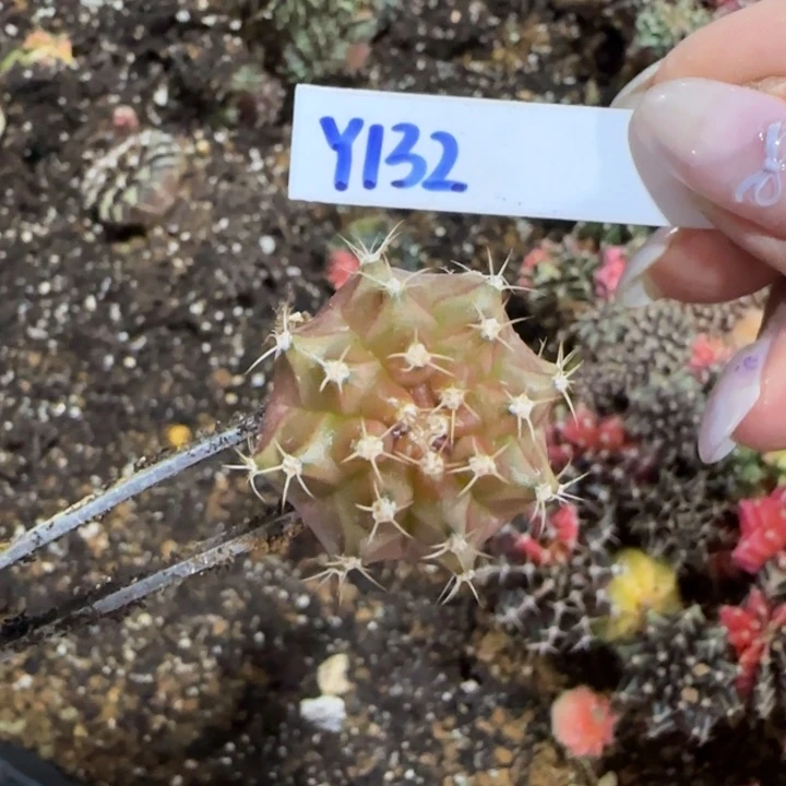 132-0120实生泰国发货多肉