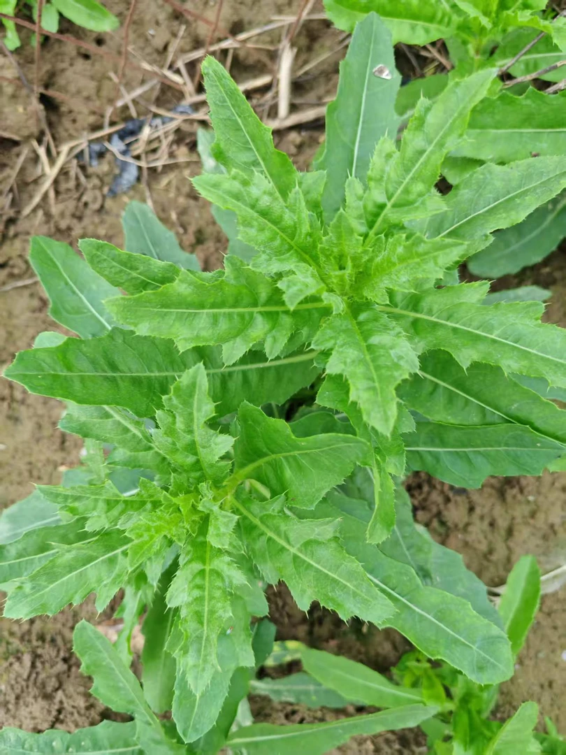 新鲜刺儿菜  农家纯天然野生刺菜蓟草  现拍现采