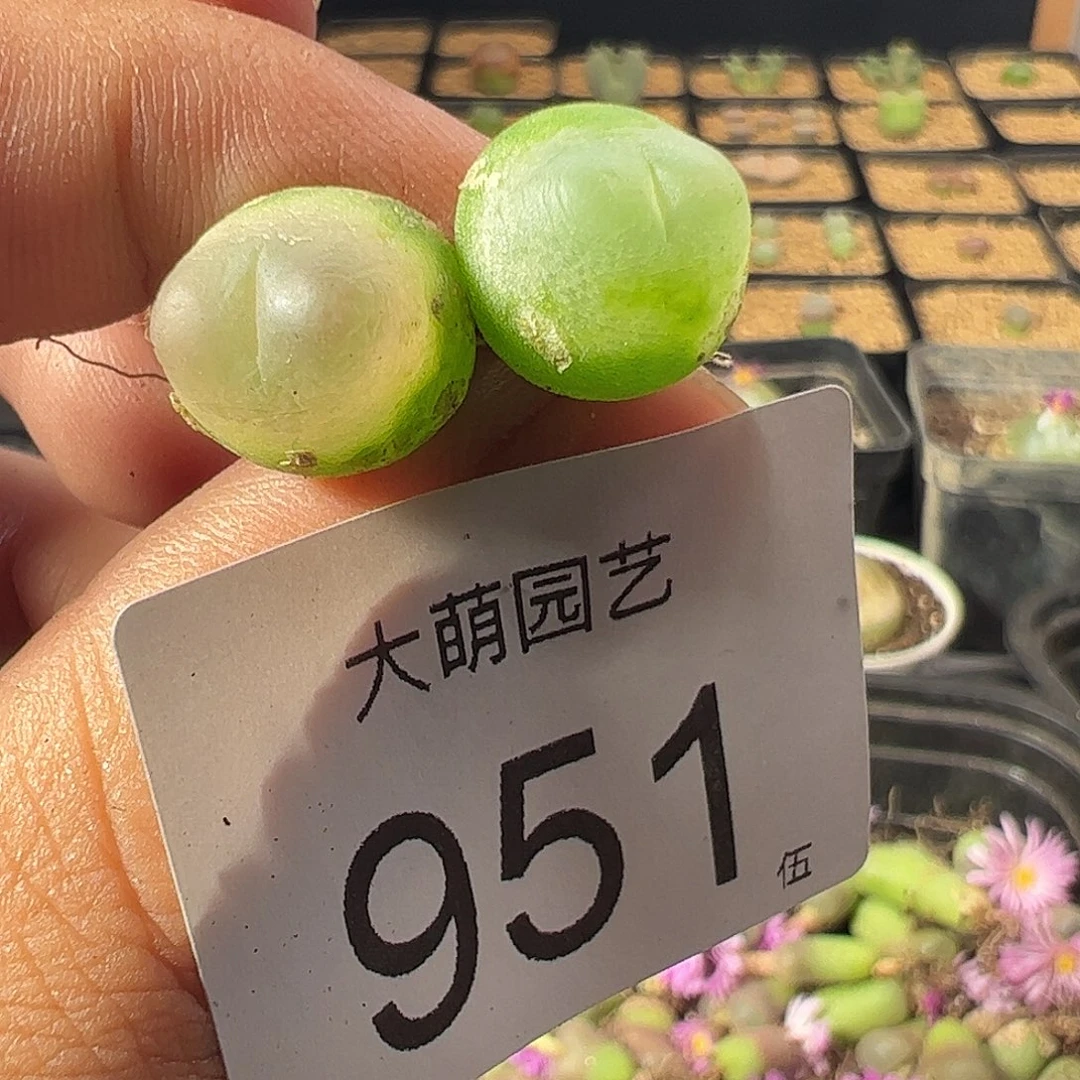 一物一拍干疤福利。951