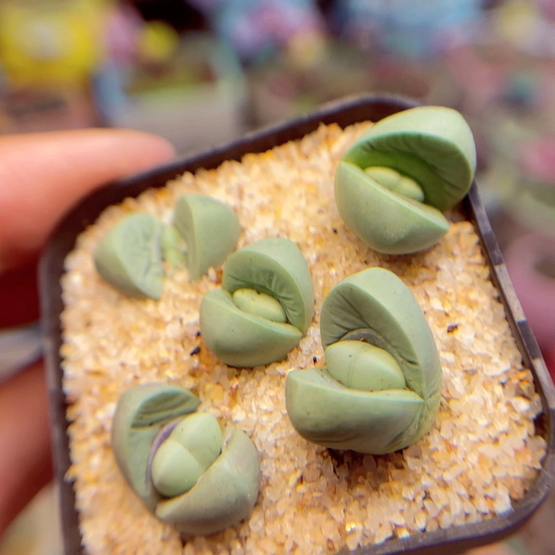 120。88888888888888888888