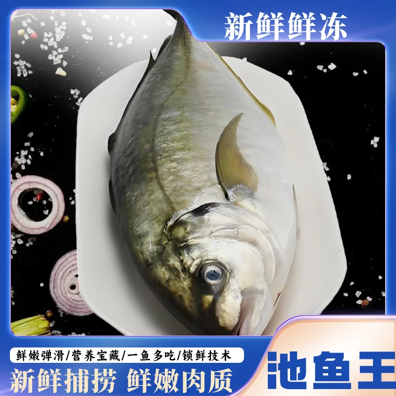 深海捕捞大竹荚鱼 池鱼王整条2-3斤鲜美海鱼