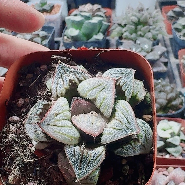 本***生无花朵十二卷 实生寿特选福利