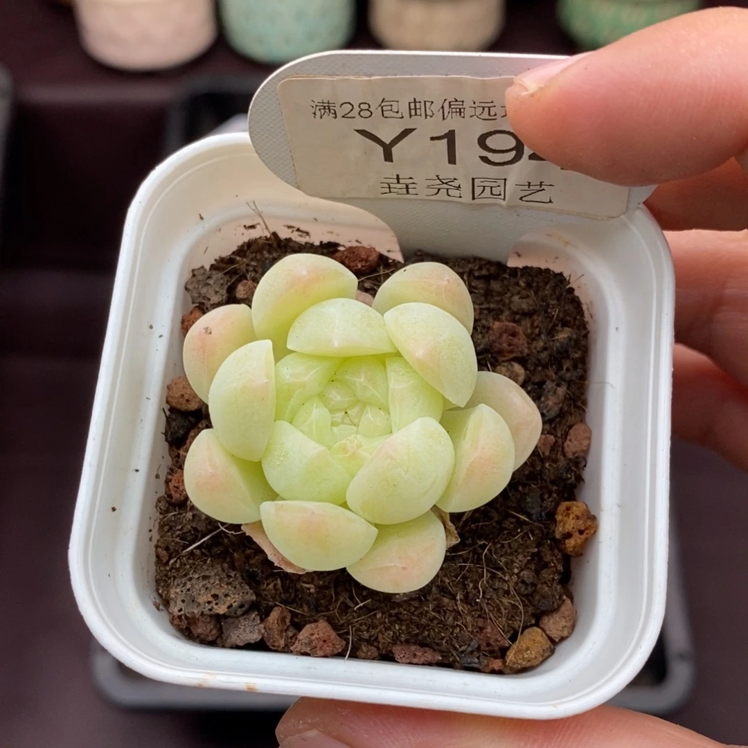 0194 白桃汽水 4cm