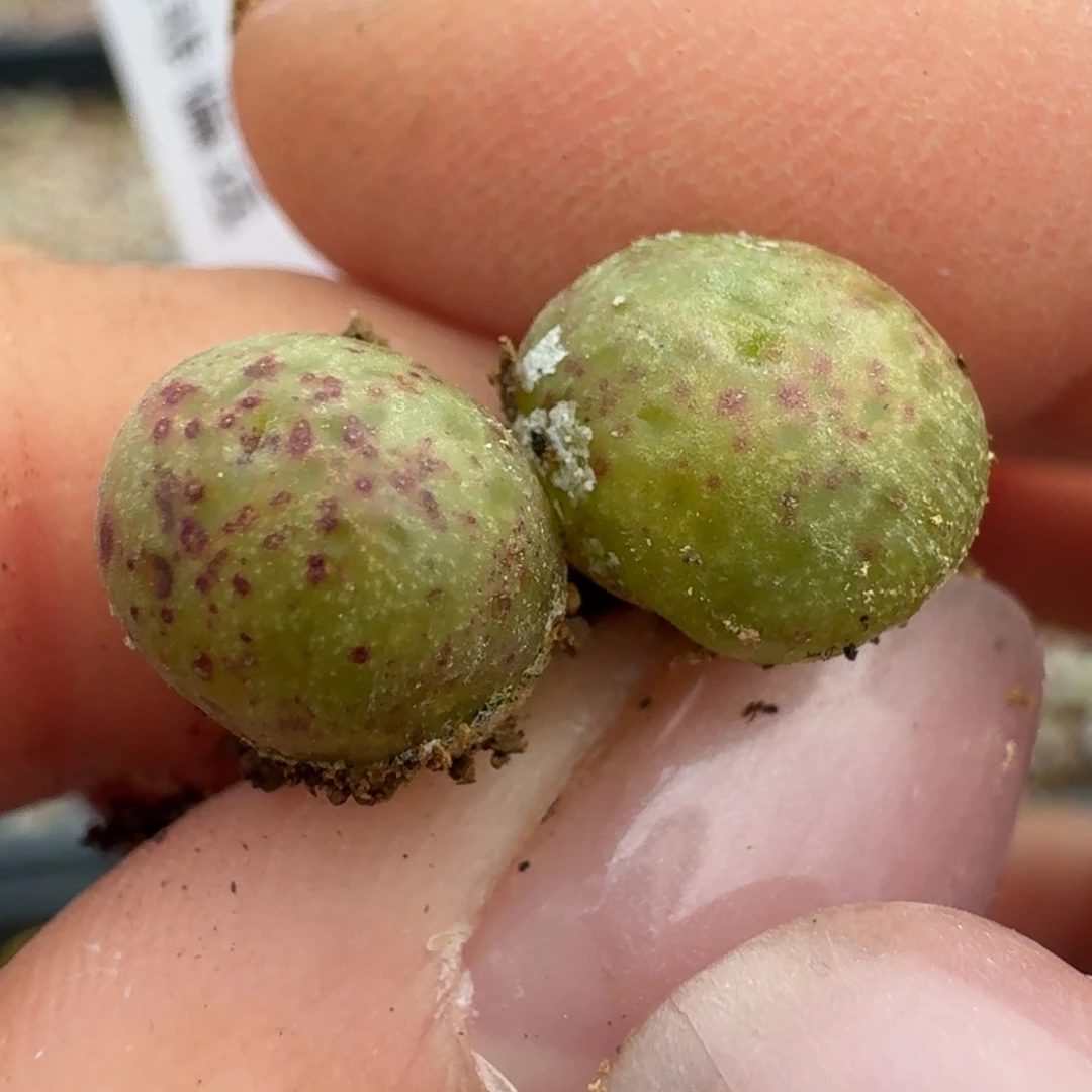 402两颗量拍花猫斑马两颗爆头0000
