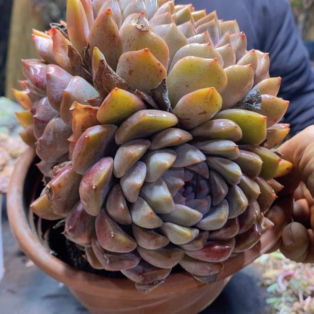 百*果88号不知名多肉