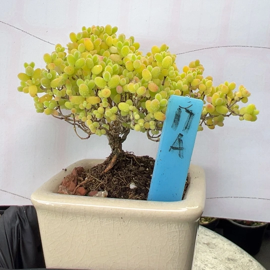 飘枝蜜橘糖球17号