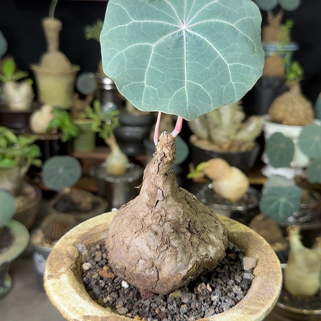 一物一拍老家一叶龟04