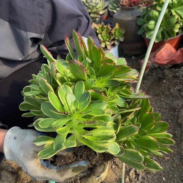 309万七彩多肉法师不包断枝