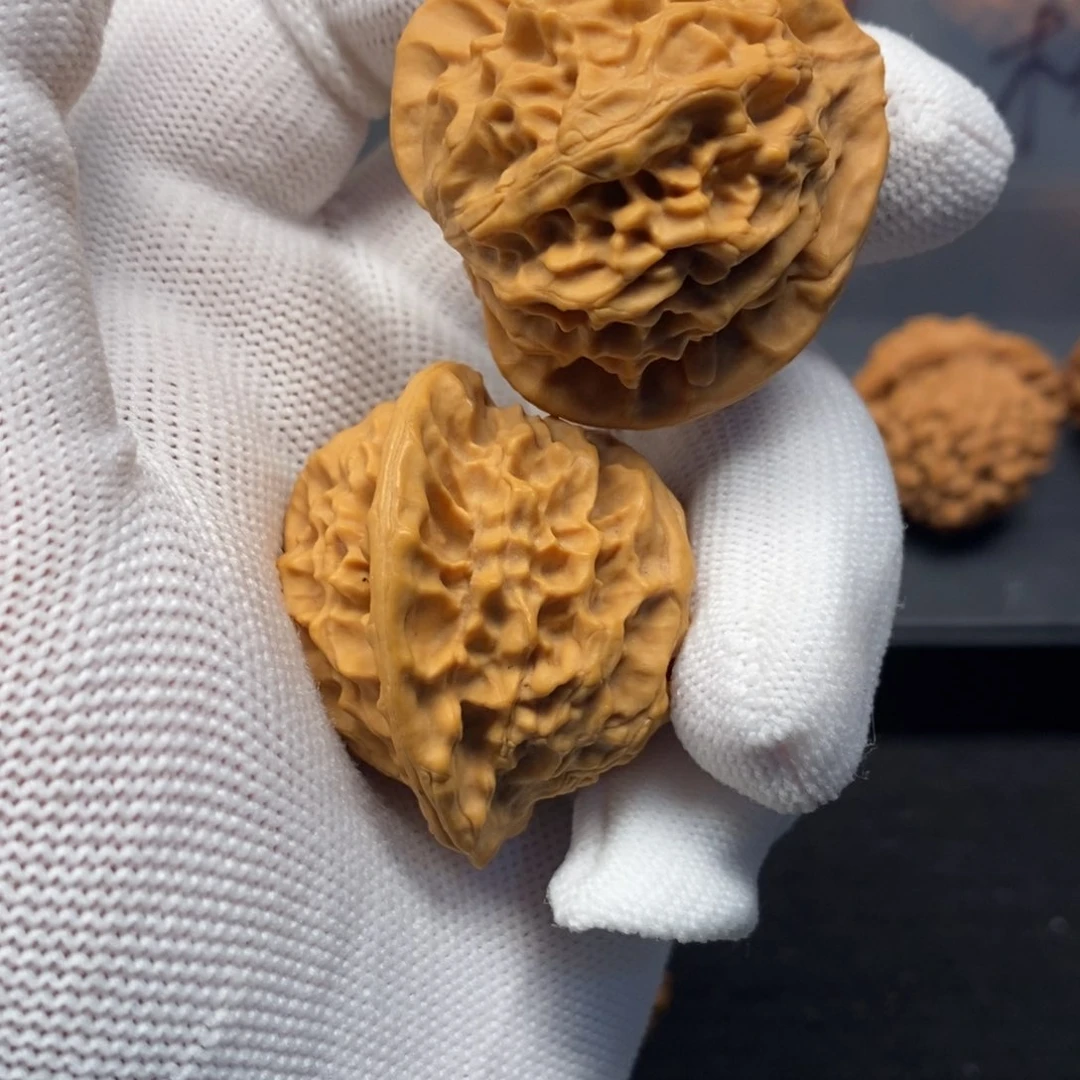 核桃手串/手链秦岭森林中发现过几株