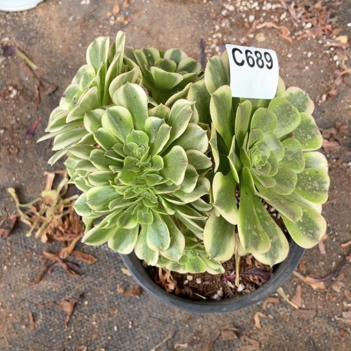 689号绿豆沙缀化老桩