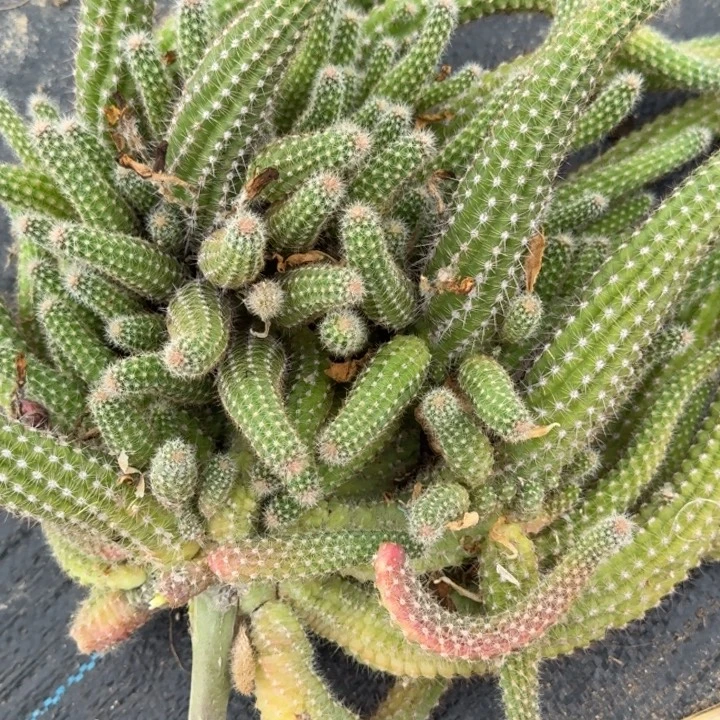 白檀仙人掌群生一群87