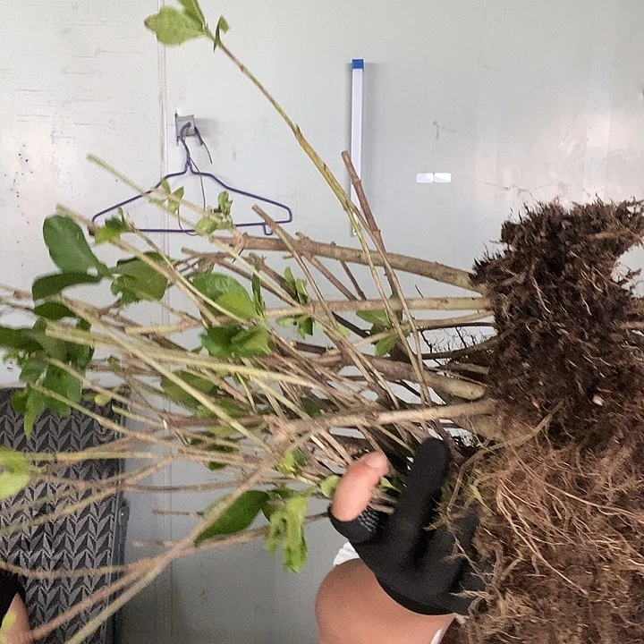 不开花植物处理8棵栀子花9.9的