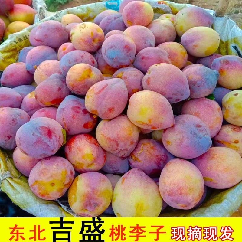 东北特产吉盛桃李子新鲜干碗离核鸡心脱骨李子当季水果鸡心李