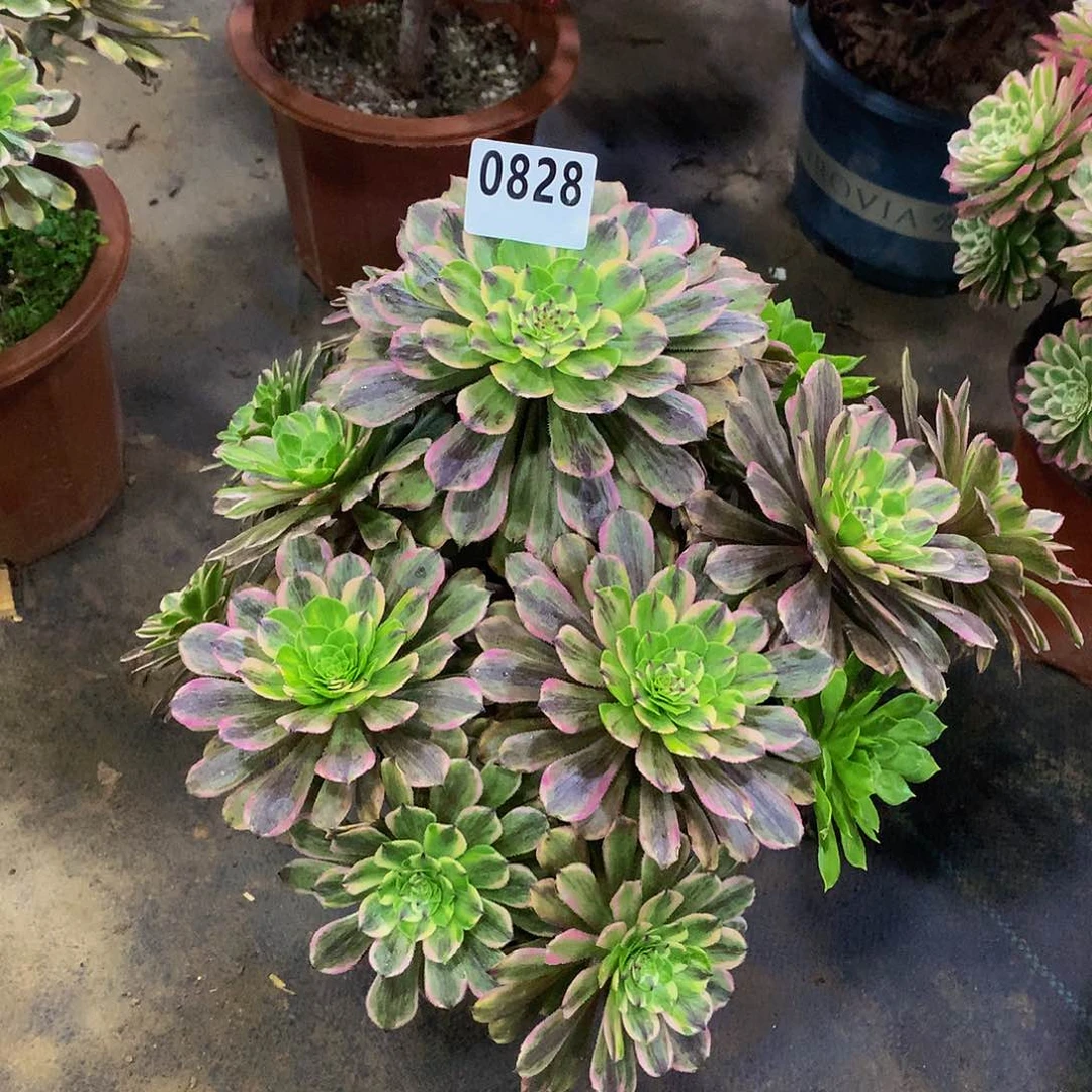 考*多肉花脸粉黛.0828.0000