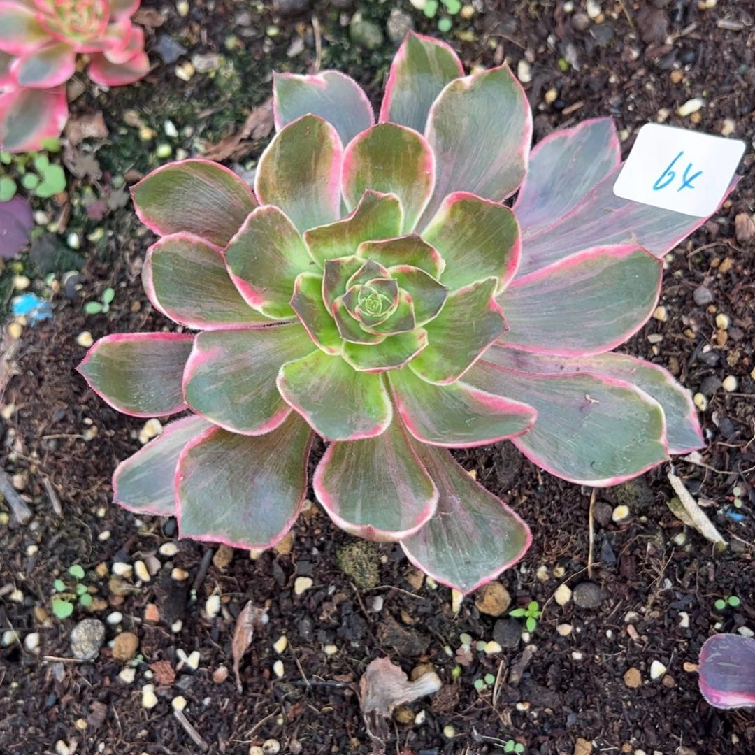 64恶魔之眼多肉椅子