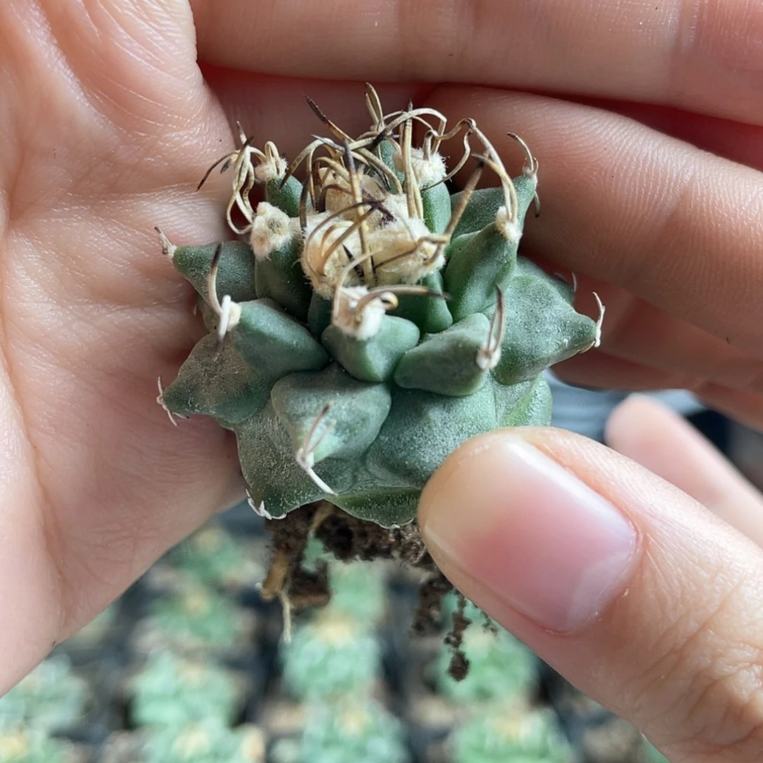 3.5cm实生赤花娇丽带盆