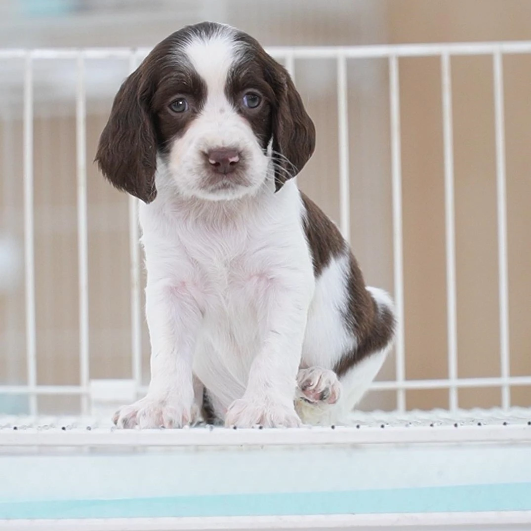 0507拍摄18号史宾格妹妹幼犬小狗宠物狗①5.24②6.8