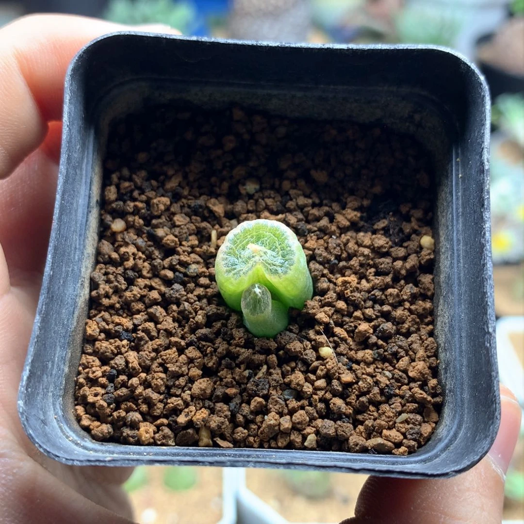 佛座箍带盆发货多肉