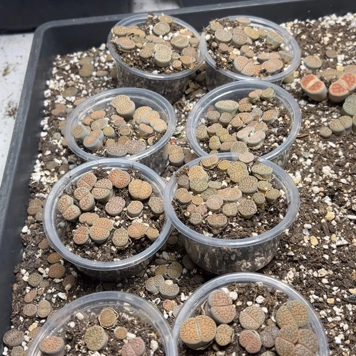 【闪购商品】血点量拍一盒。