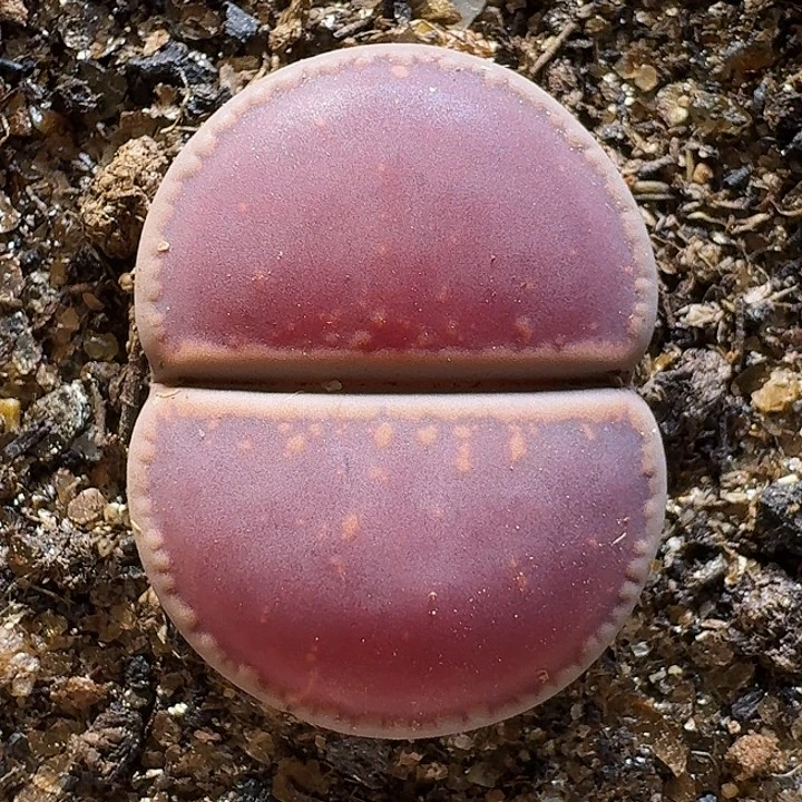 生石花1111222。    282