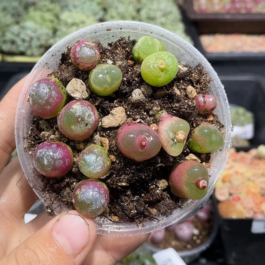 366当天凑满十八元包邮生石花