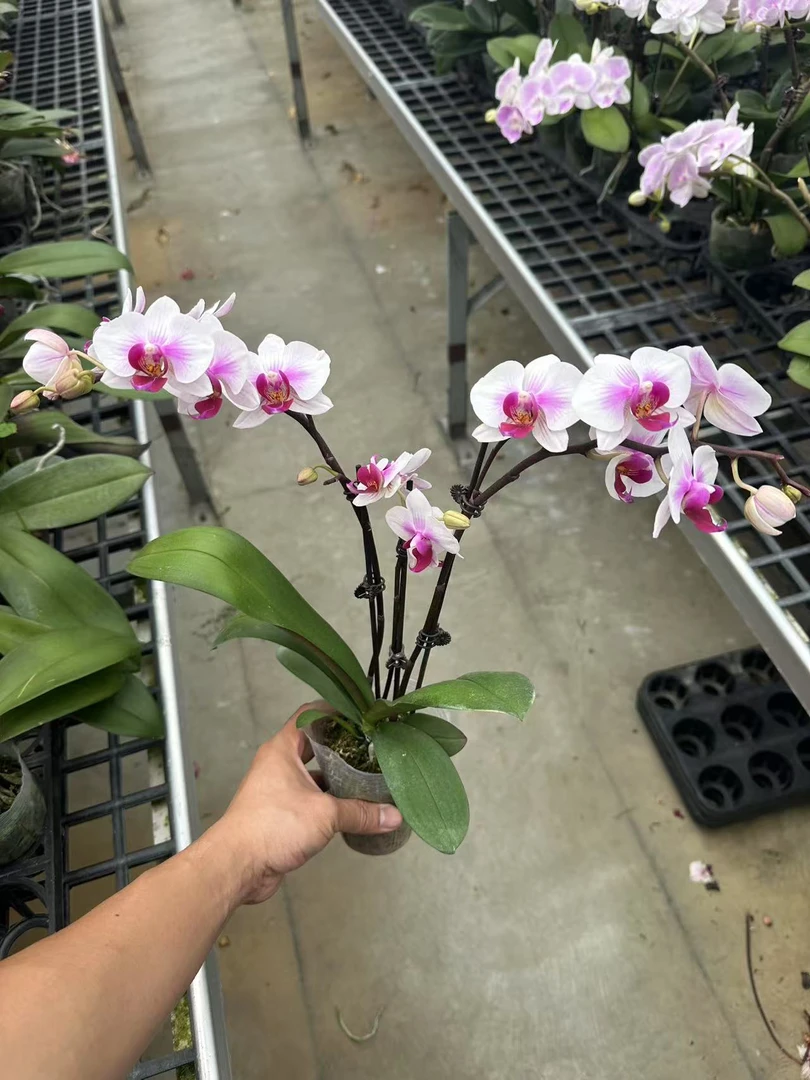 阿诗玛蝴蝶兰，3梗单颗