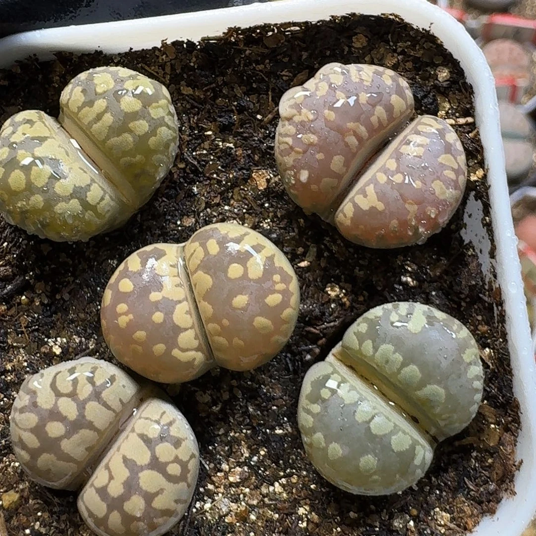 生石花22:：/。  123