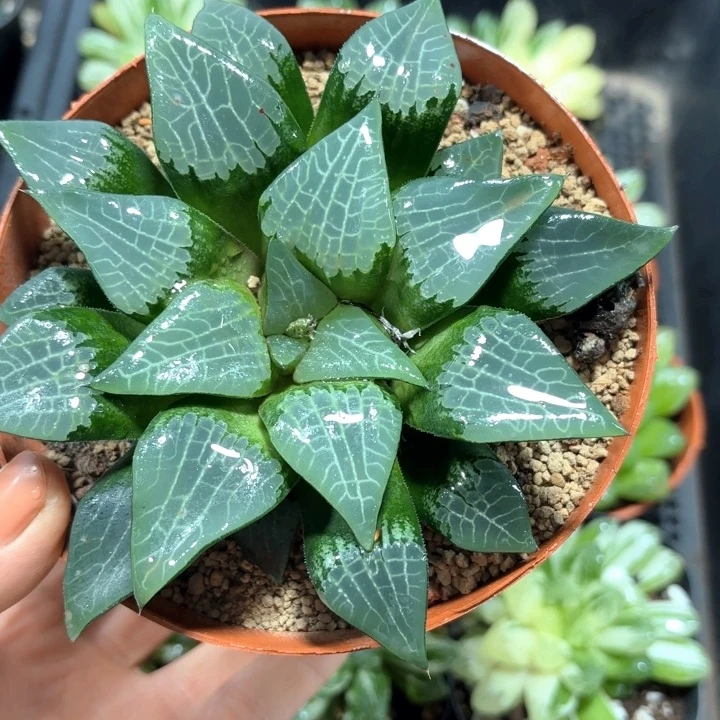 母本大美纹克多肉植物