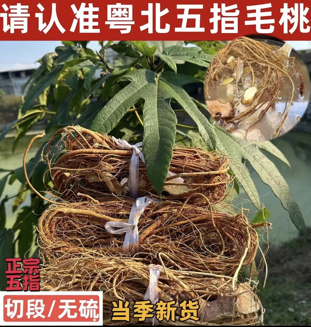 【五指毛桃】粤北大山采挖 不熏硫 自然晒干