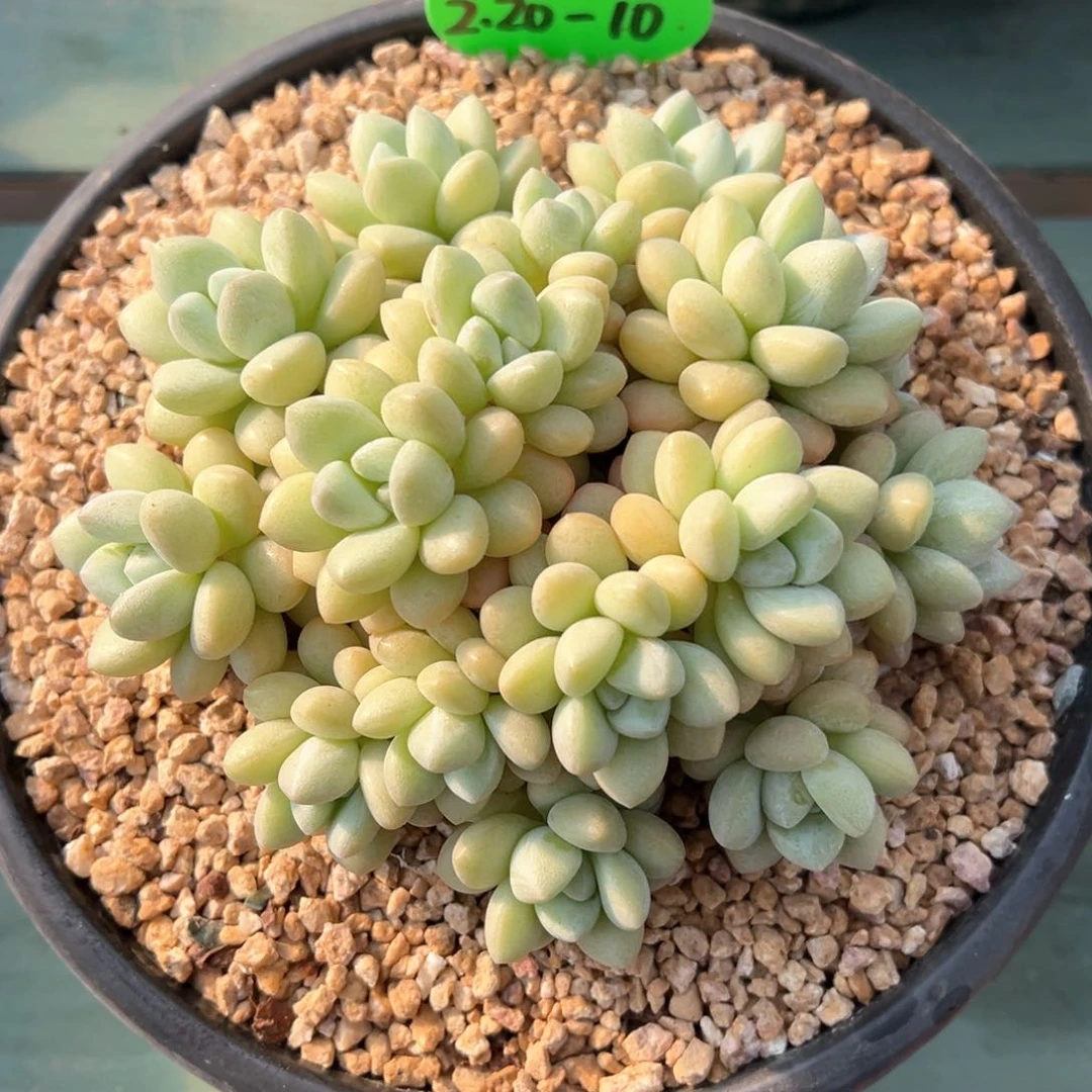 2.20.10泡泡糖多肉