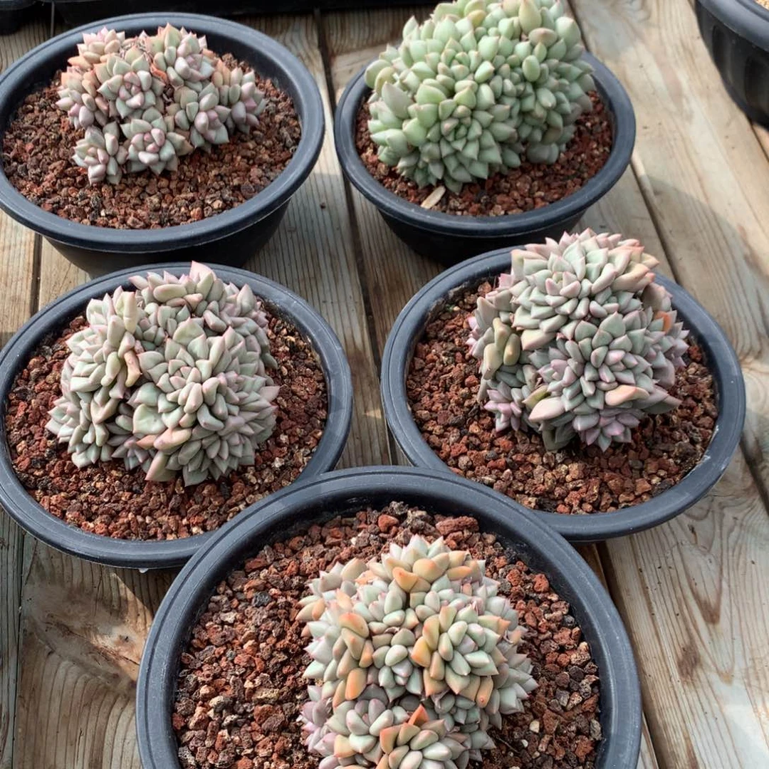 黄金象牙，随机 售后范围：签收起7天内