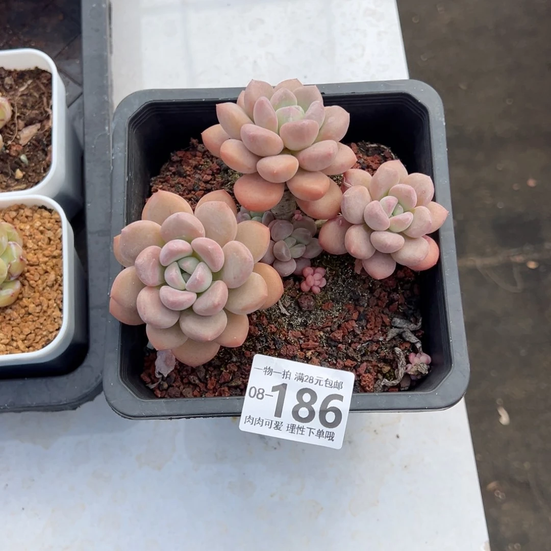 努****白鹭多肉多肉多肉多