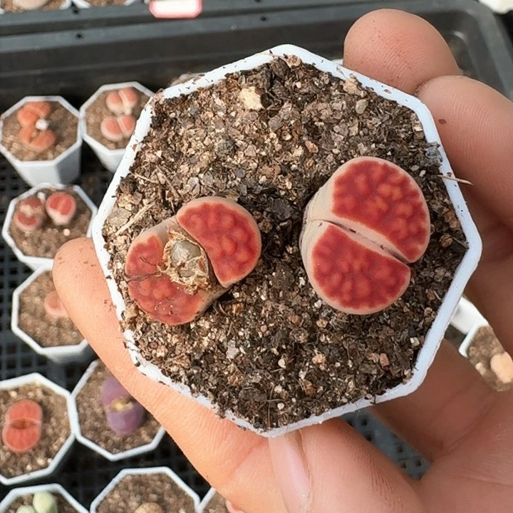 生石花1111。    35