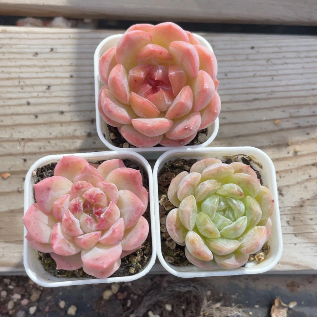 优选拇指杯珍妮3颗398