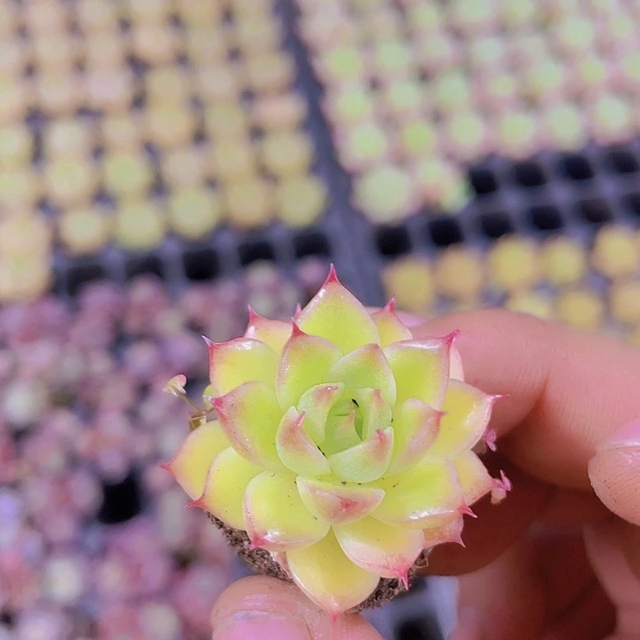 火凤凰【满10颗包邮】